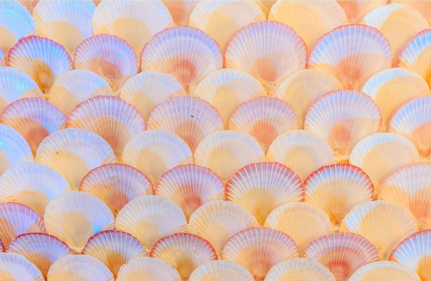11 x 17 COASTAL Insert Set of 10